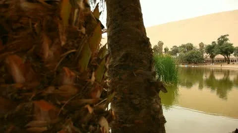 Oasis in Dunes with Palms Stock Footage 11516480