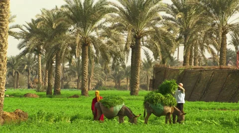 Oasis in Egypt Stock Footage 28017124