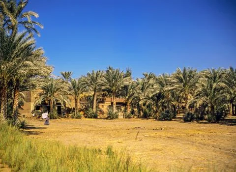 Oasis, Egypt Stock Photos