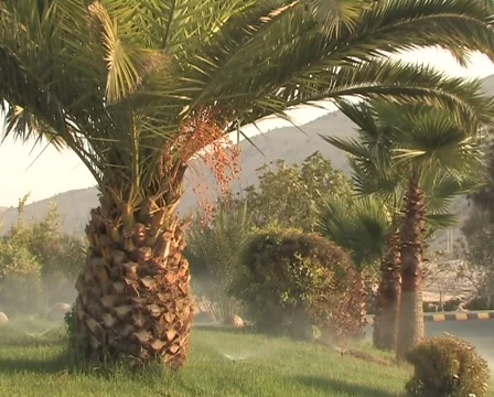 Oasis Video stock 1091834