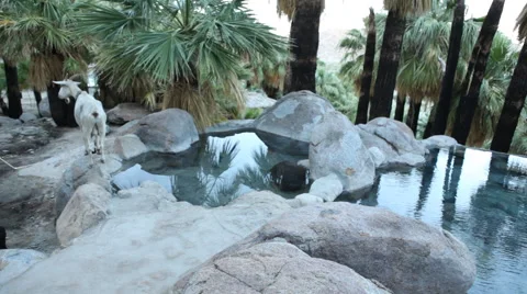 Oasis Hot Spring Stock Footage 47397912