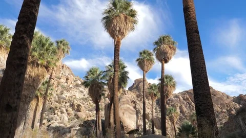 Oasis With Palm Trees In The Desert With Rocks. Slow Motion. 4K Video stock 83430497