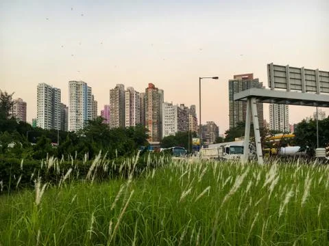 The Oasis Stock-Fotos