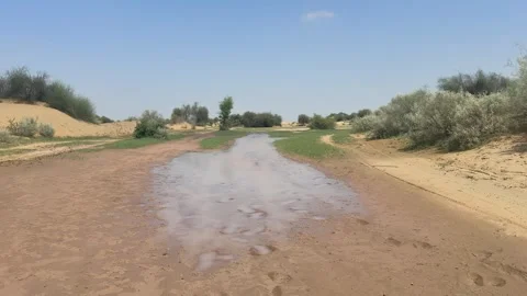 Oasis Puddle in Arid Desert Landscape with Green Shrubs Stock Footage 320361301