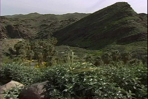 Oasis-Sign-pan Stock Footage 819219