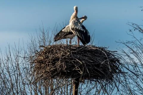 Oasis of storks Stock Photos