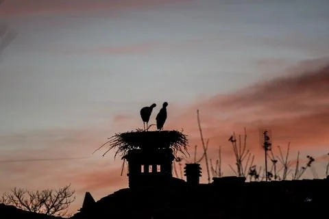 Oasis of storks in Racconigi Stock Photos