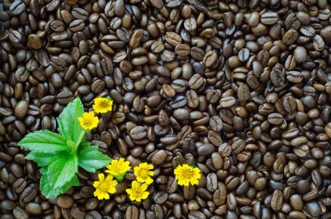 Oasted coffee beans background and yellow flower Stock Photos