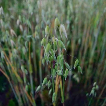 	Oat Abstract Stock Photos