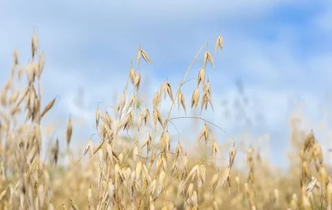 Oat cereal fields Stock Photos