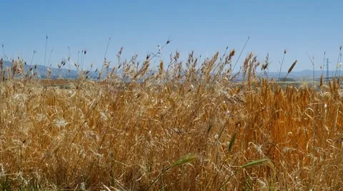 Oat crop on an agricultural field Stock Footage 65317907