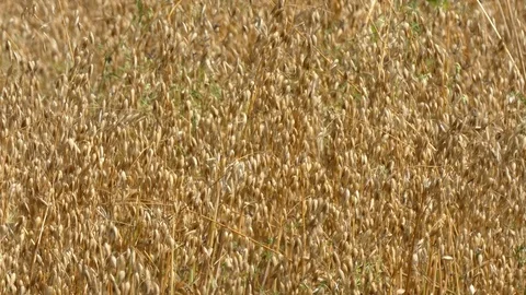 Oat Crop Field Stock Footage
