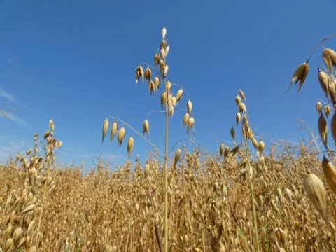 Oat Crop Field Stock Photos