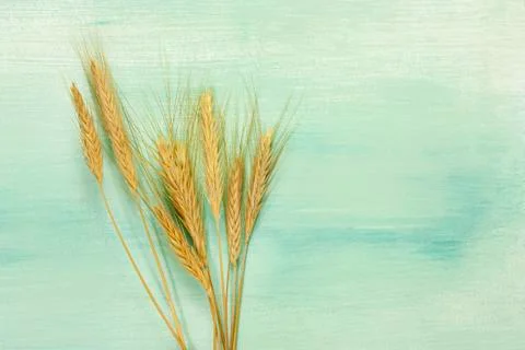 Oat crops on teal background with copyspace 写真素材