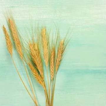 Oat crops on teal background with copyspace Foto stock