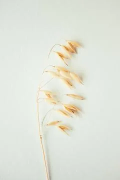 Oat ear on white background. Oat plant close up Stock Photos