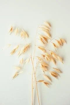 Oat ear on white background. Oat plant close up Stock Photos