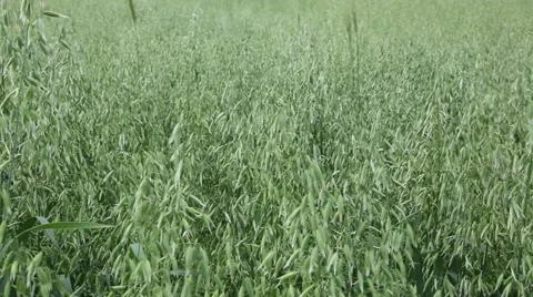 Oat ears on the field swaying in the wind Stock Footage 52829818