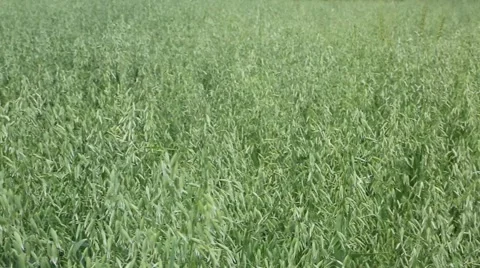 Oat ears on the field swaying in the wind Stock Footage 52877688