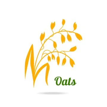 Oat ears. Hand drawn vector illustration isolated on white background for Stock Illustration