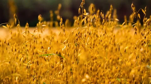 Oat ears moving by wind. RAW video Stock Footage 58669811