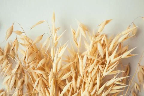 Oat ears on white background. Oat plant close up Stock Photos