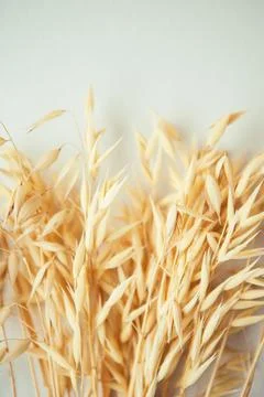 Oat ears on white background. Oat plant close up Stock Photos