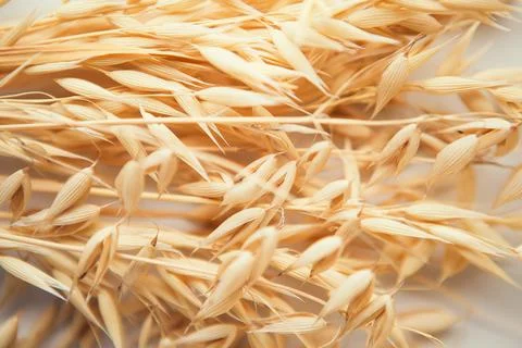 Oat ears on white background. Oat plant close up Stock Photos