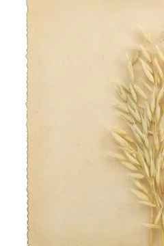 Oat ears on white Stock Photos