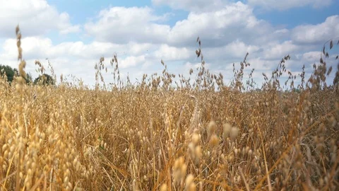 Oat field in 4K-professional electronic slider 스톡 동영상 101211781