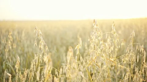 Oat field against the background of the rising or setting sun. Oats harvesting Stock Footage 160991002