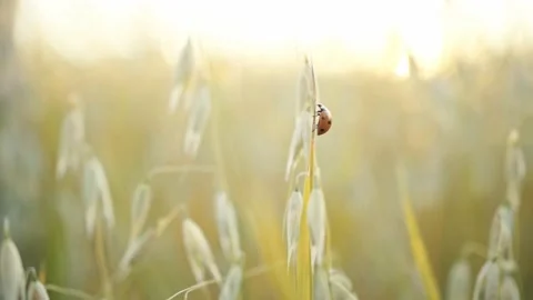 Oat field against the background of the rising or setting sun. Oats harvesting Stock Footage 160991041