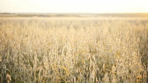 Oat field against the background of the rising or setting sun. Oats harvesting Stock Footage 160991116