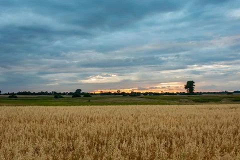 Oat field and evening clouds on the sky Stock Photos