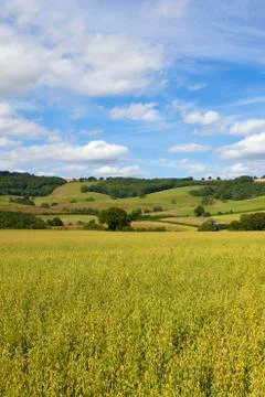 Oat field and scenery Stock Photos