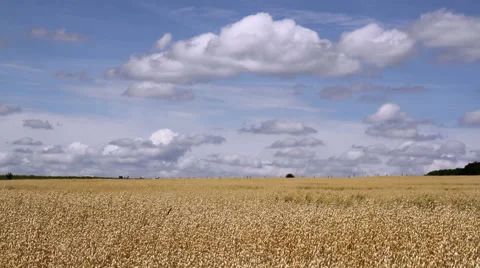 Oat field in anticipation of maturation. Stock Footage 39996383