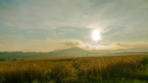 Oat field with backlight Stock Photos