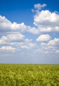 Oat field, with a beautiful sky, so grows oatmeal everyone's favorite product Stock Photos