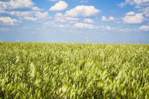 Oat field, with a beautiful sky, so grows oatmeal everyone's favorite product Stock Photos