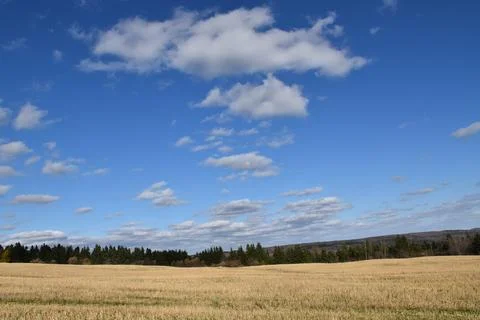An oat field in the fall Stock Photos