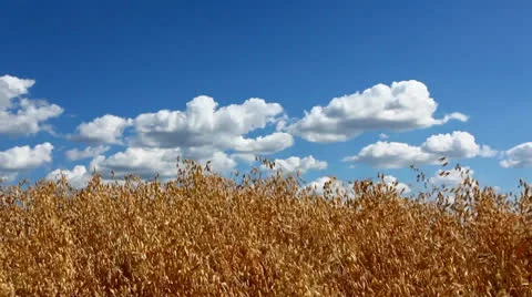 Oat field Stock Footage 26107329