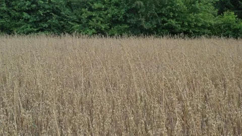 Oat field Stock Footage 247785212