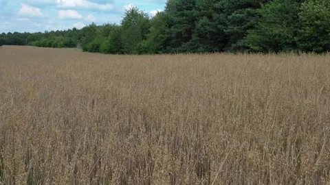 Oat field Stock Footage 247787699