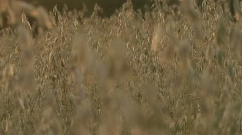 Oat field HD Stock Footage 10773732