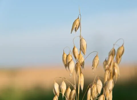 Oat field Stock Photos