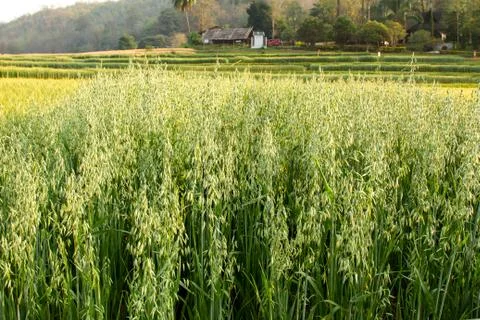 Oat field Stock Photos