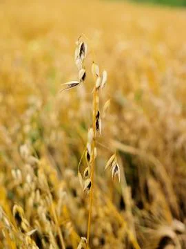 Oat field Stock Photos