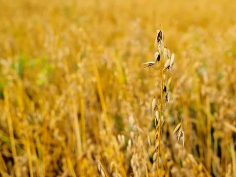 Oat field Stock Photos