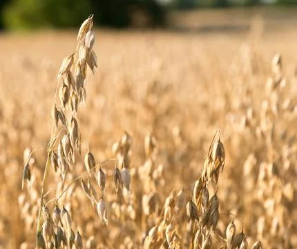 Oat field Foto stock