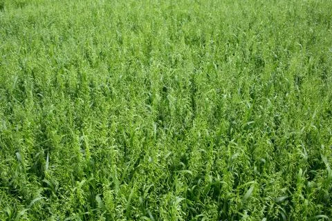 Oat field Foto stock